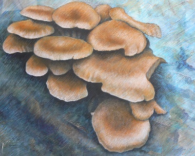 Fungi Study